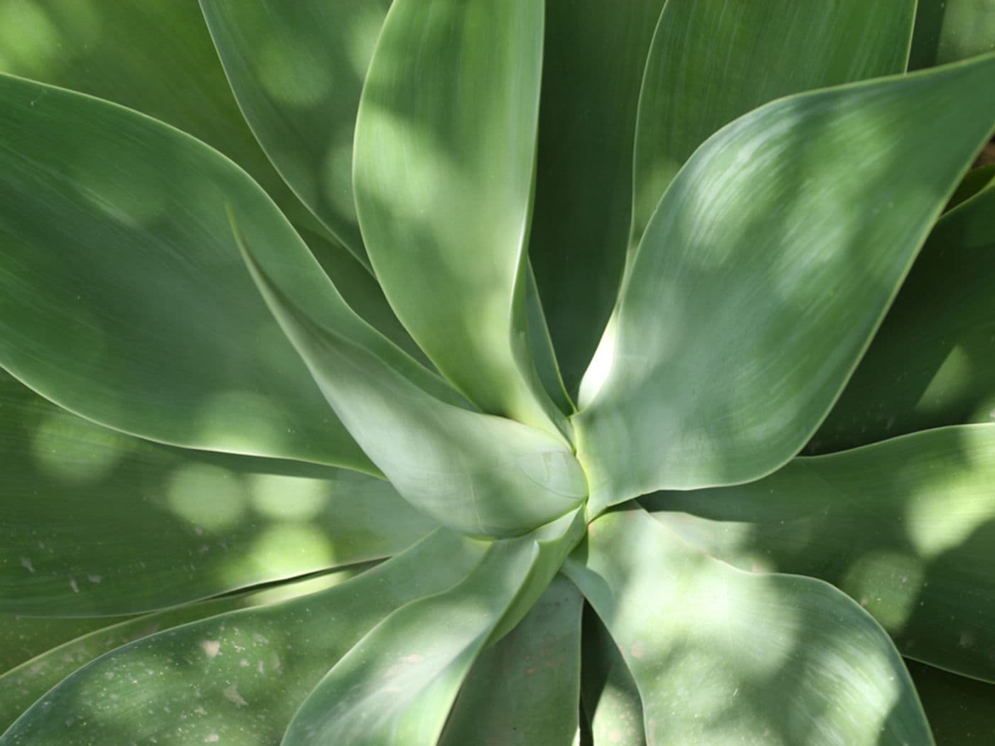 Aloe-Blätter